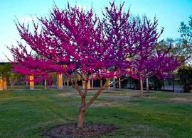 cercis-canadensis-hearts-of-gold-feathered-175-200cm-18l-5262-2 — kopiya